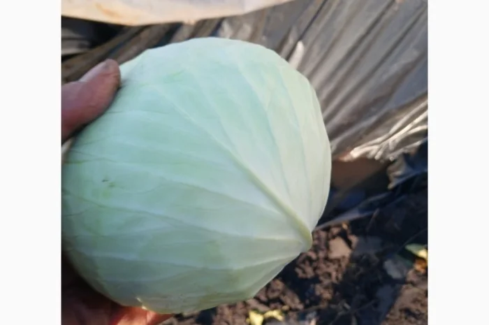 Продам овощи, морковка, буряк, лук, капуста- фото № 3