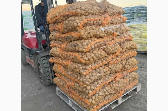 Продаж насінневої картоплі гуртом від 500 кг- фото № 3