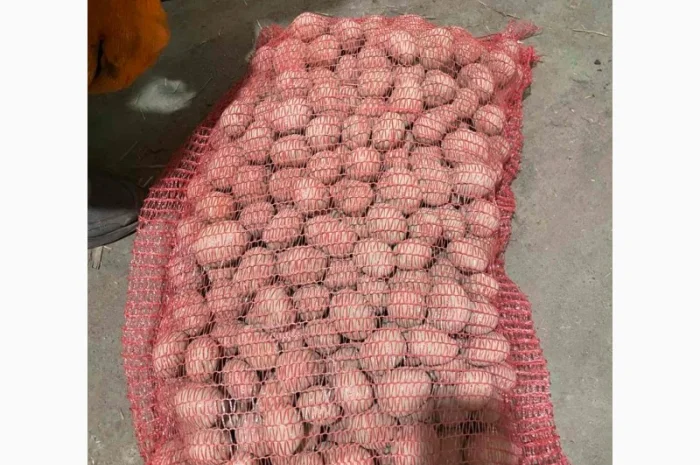 Продаж насінневої картоплі гуртом від 500 кг- фото № 4