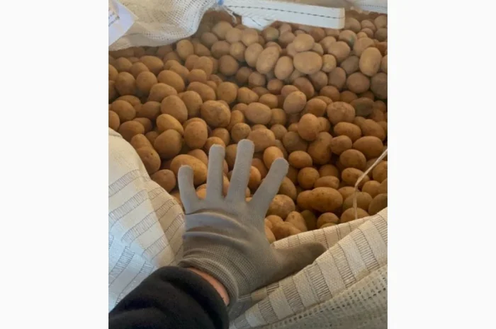 Продаж насінневої картоплі гуртом від 500 кг- фото № 2