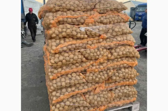 Продам Семенной картофель Оптом от 500 кг / Импорт- фото № 5