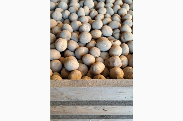 Продаж насінневої картоплі гуртом від 500 кг- фото № 6