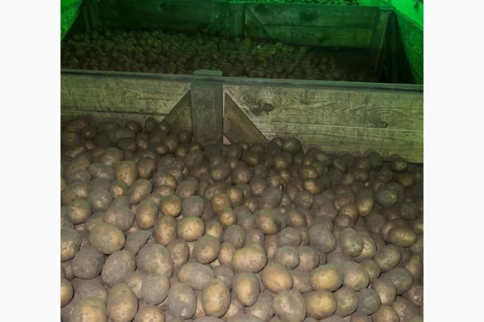 Продаж насінневої картоплі гуртом від 500 кг- фото № 7