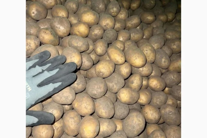 Продаж насінневої картоплі гуртом від 500 кг- фото № 8