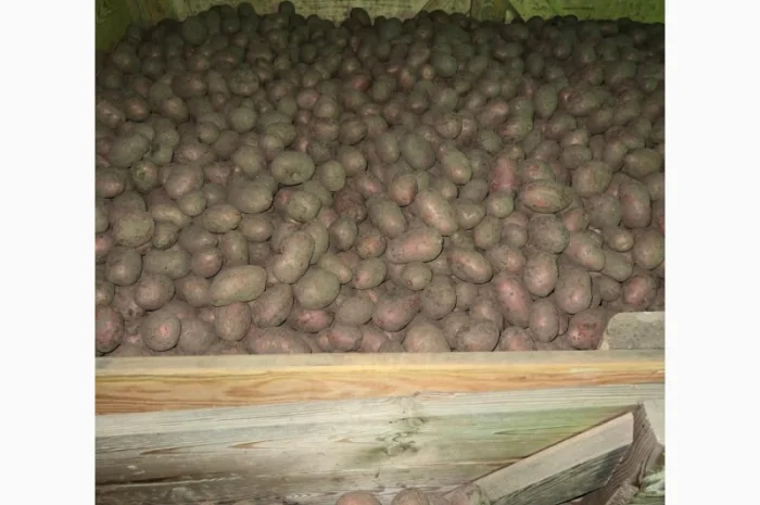 Продаж насінневої картоплі гуртом від 500 кг- фото № 9
