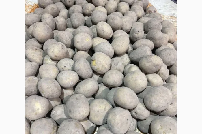 Продаж насінневої картоплі гуртом від 500 кг- фото № 10
