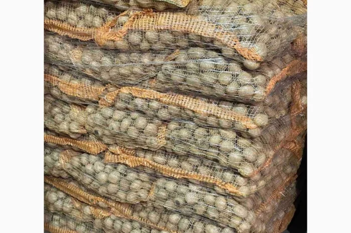 Продаж насінневої картоплі гуртом від 500 кг- фото № 11