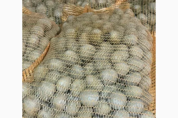 Продаж насінневої картоплі гуртом від 500 кг- фото № 12