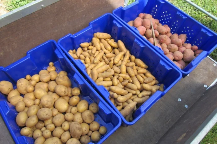 Продаж насіннєвої картоплі Рів'єра- фото № 1