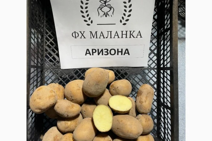 Продаж насіннєвої картоплі Рів'єра- фото № 2