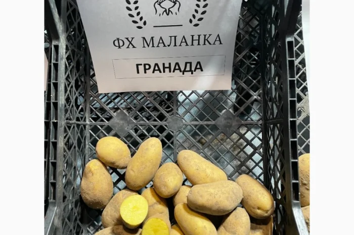 Продаж насіннєвої картоплі Рів'єра- фото № 3