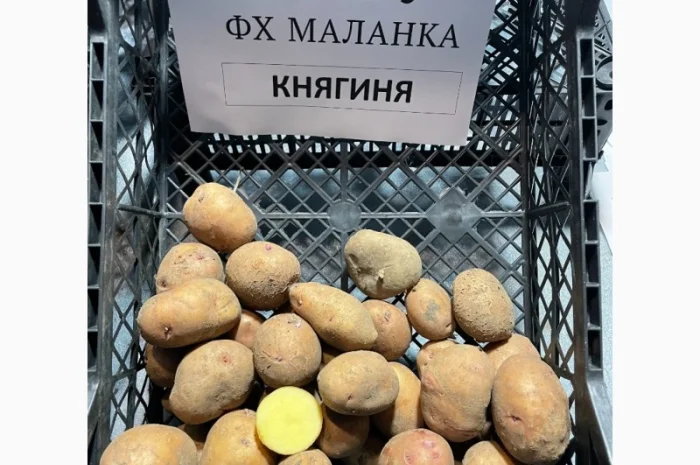 Продаж насіннєвої картоплі Рів'єра- фото № 4