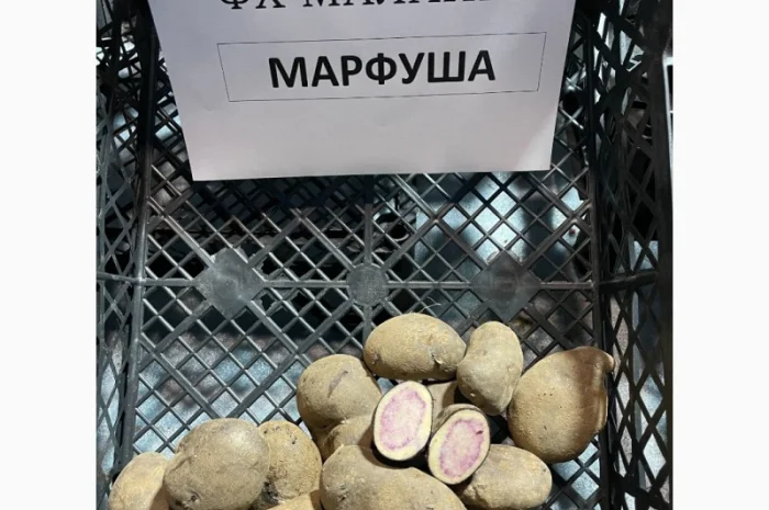 Продаж насіннєвої картоплі Рів'єра- фото № 5