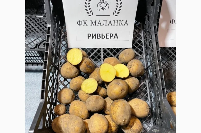 Продаж насіннєвої картоплі Рів'єра- фото № 6
