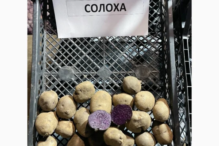 Продаж насіннєвої картоплі Рів'єра- фото № 7