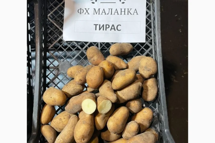 Продаж насіннєвої картоплі Рів'єра- фото № 8