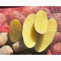 Продамо картоплю Коломбо, Гранада- фото № 3