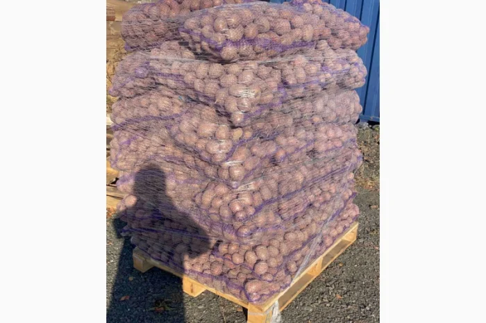 Продаж товарної картоплі оптом- фото № 1