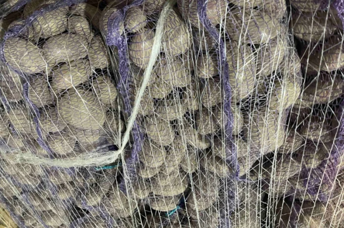 Продаж товарної картоплі оптом- фото № 4