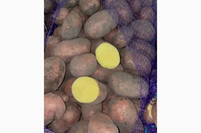 Продаж товарної картоплі оптом- фото № 2