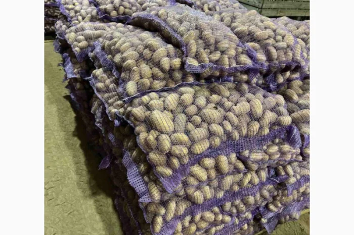 Продажа насіннєвої та продовольчої картоплі- фото № 17