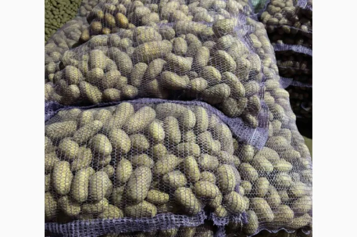 Продажа насіннєвої та продовольчої картоплі- фото № 16