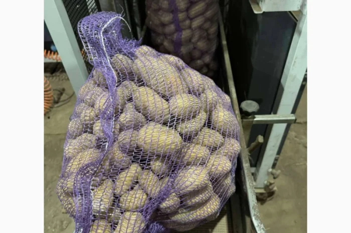 Продажа насіннєвої та продовольчої картоплі- фото № 15