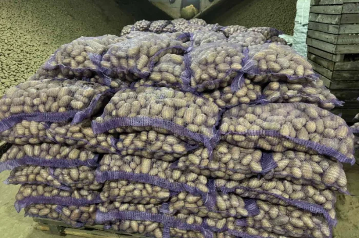 Продажа насіннєвої та продовольчої картоплі- фото № 14