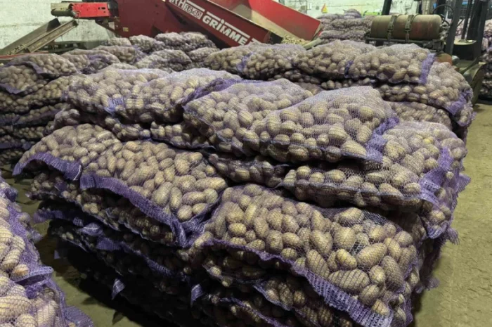 Продажа насіннєвої та продовольчої картоплі- фото № 13