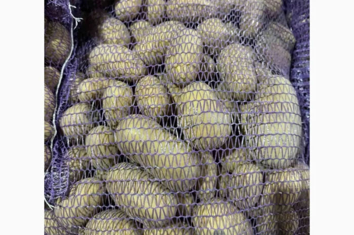 Продажа насіннєвої та продовольчої картоплі- фото № 11