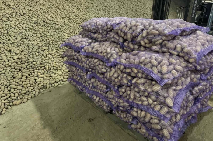 Продажа насіннєвої та продовольчої картоплі- фото № 2