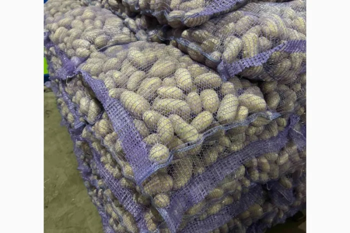 Продажа насіннєвої та продовольчої картоплі- фото № 10