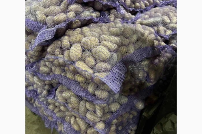 Продажа насіннєвої та продовольчої картоплі- фото № 9