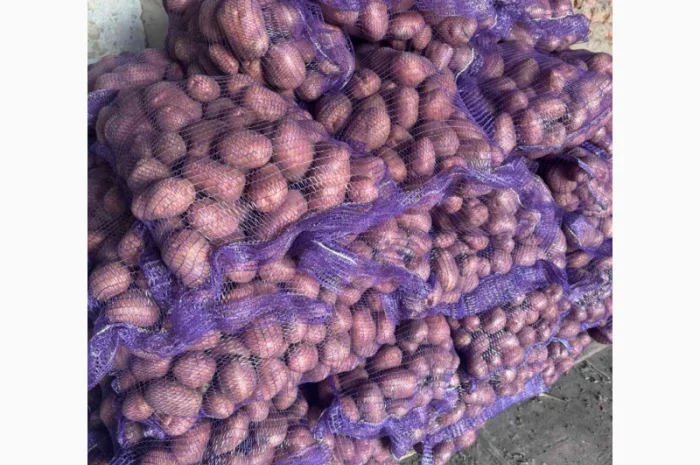 Продажа насіннєвої та продовольчої картоплі- фото № 7