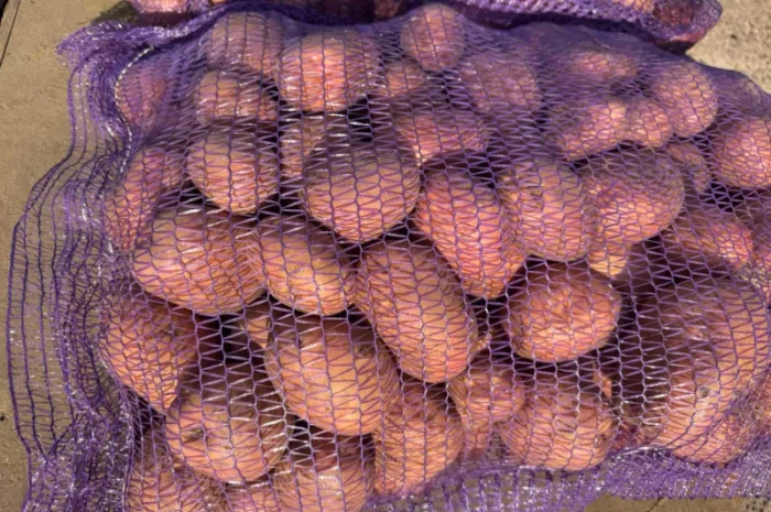 Продажа насіннєвої та продовольчої картоплі- фото № 6