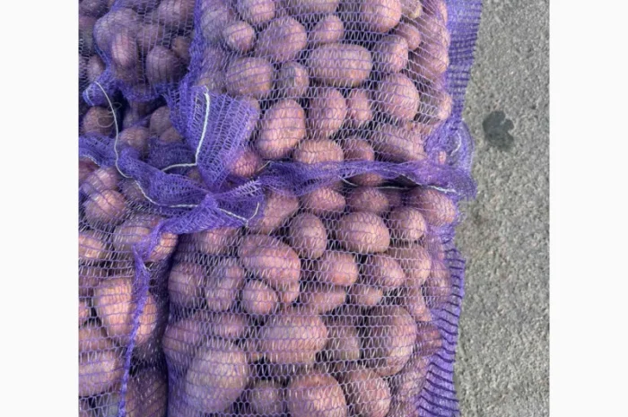 Продажа насіннєвої та продовольчої картоплі- фото № 5