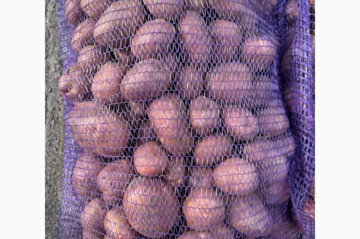 Продажа насіннєвої та продовольчої картоплі- фото № 4