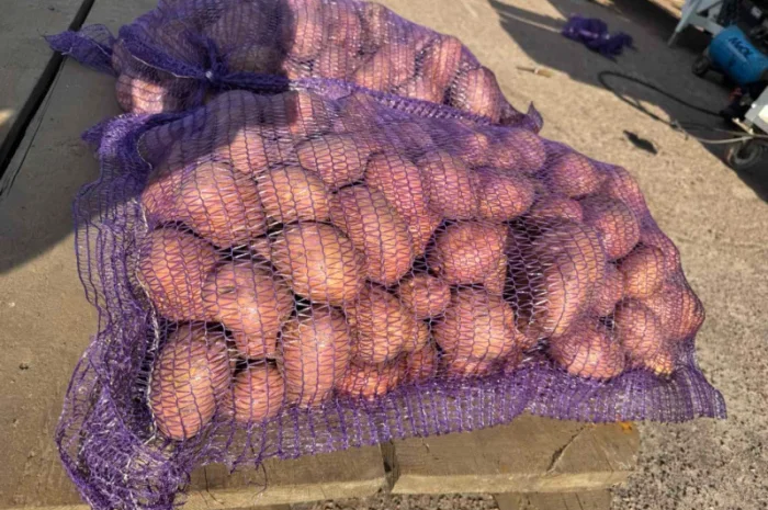 Продажа насіннєвої та продовольчої картоплі- фото № 3