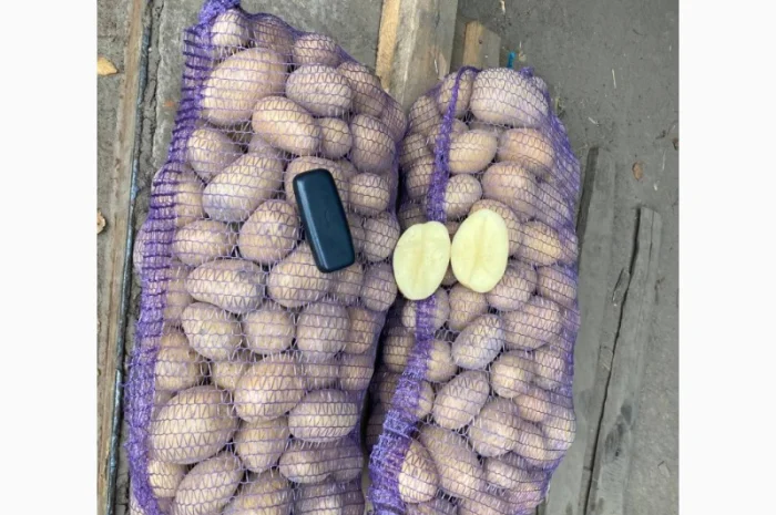 Продаж товарної картоплі урожаю 2024 року- фото № 1