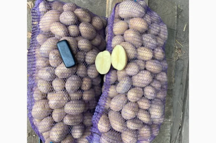 Продаж товарної картоплі урожаю 2024 року- фото № 2