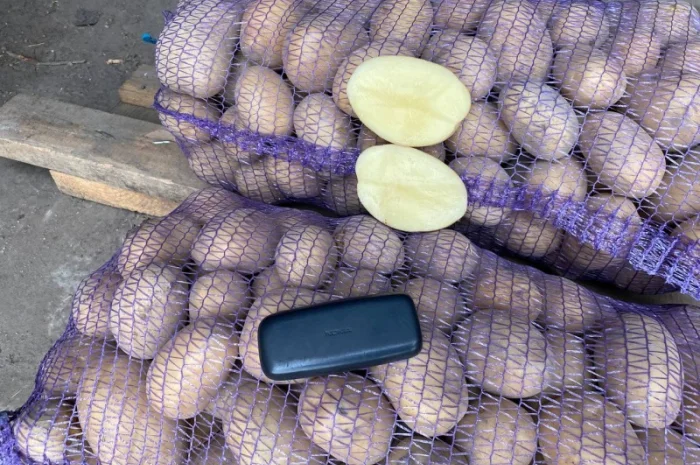 Продаж товарної картоплі урожаю 2024 року- фото № 4