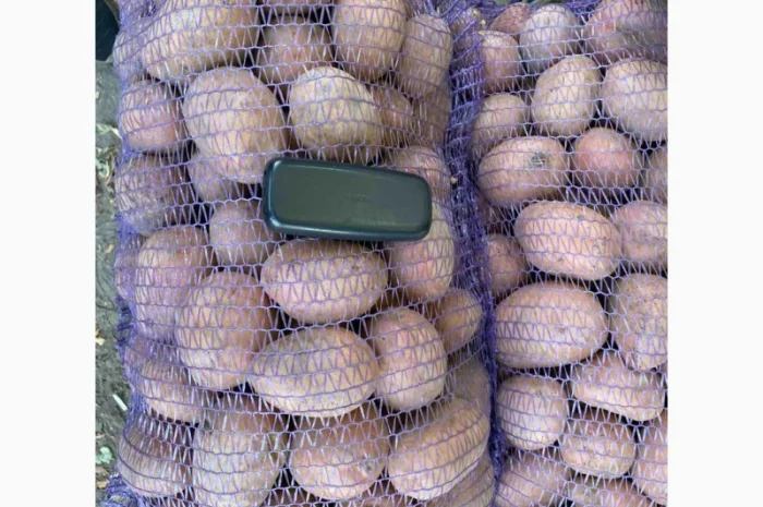 Продаж товарної картоплі урожаю 2024 року- фото № 5