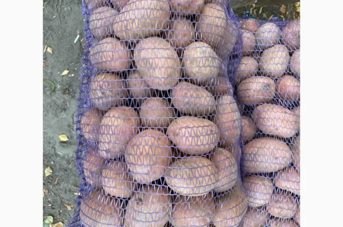 Продаж товарної картоплі урожаю 2024 року- фото № 6