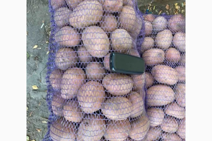 Продаж товарної картоплі урожаю 2024 року- фото № 7