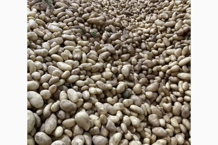 Картопля Спунта у продажу- фото № 7