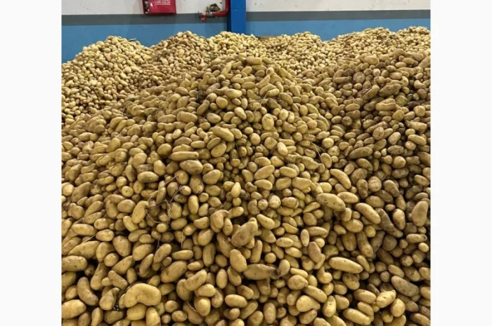 Картопля Спунта у продажу- фото № 8