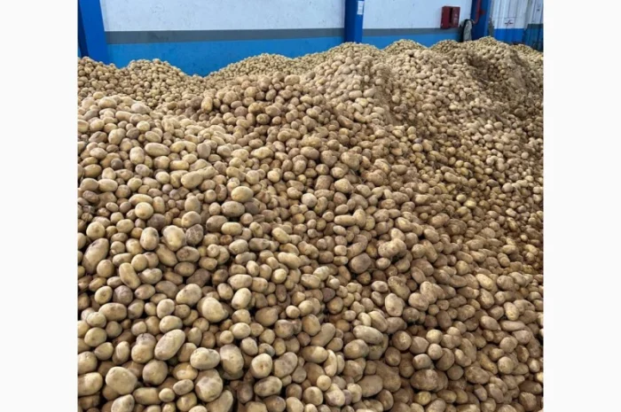 Картопля Спунта у продажу- фото № 1