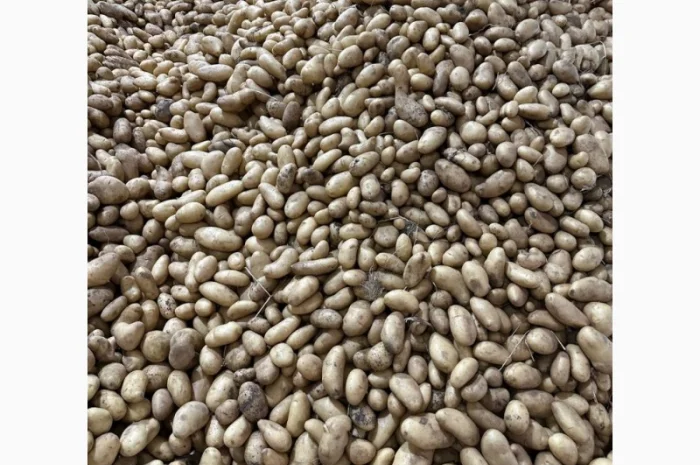 Картопля Спунта у продажу- фото № 2