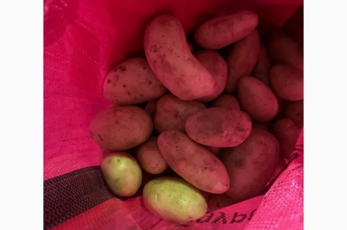 Картопля Спунта у продажу- фото № 3