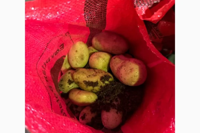 Картопля Спунта у продажу- фото № 4